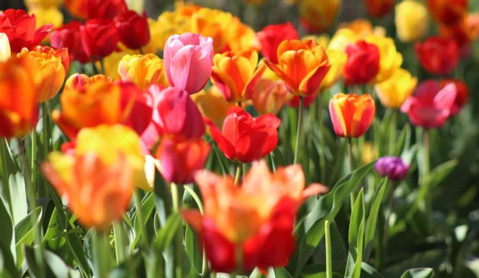 Vicino a Torino c’è un meraviglioso campo di tulipani tutto da visitare