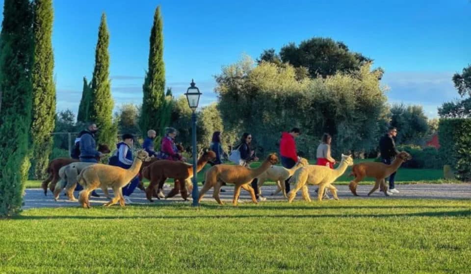 A Torino puoi entrare in contatto con il magico mondo degli Alpaca